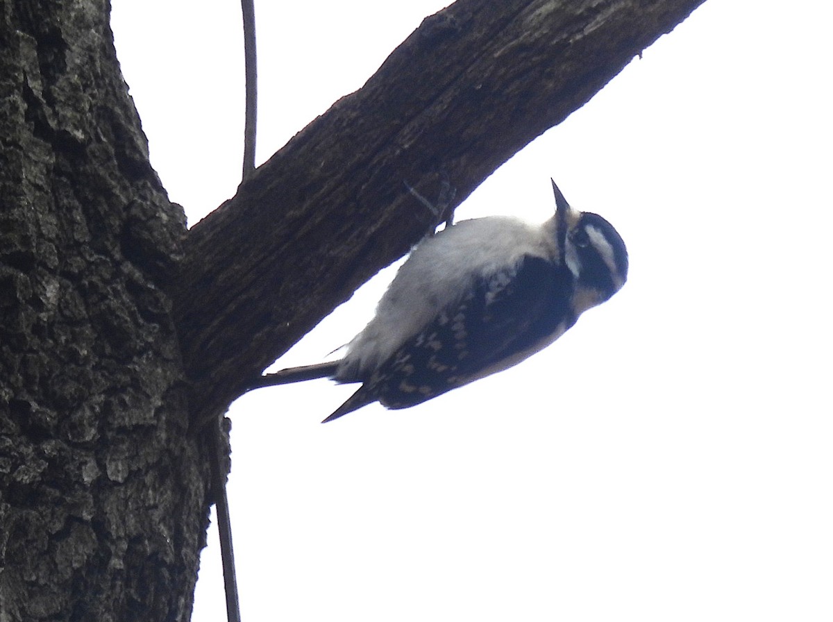 Downy Woodpecker - ML632029973