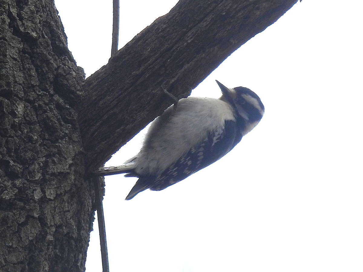 Downy Woodpecker - ML632029974