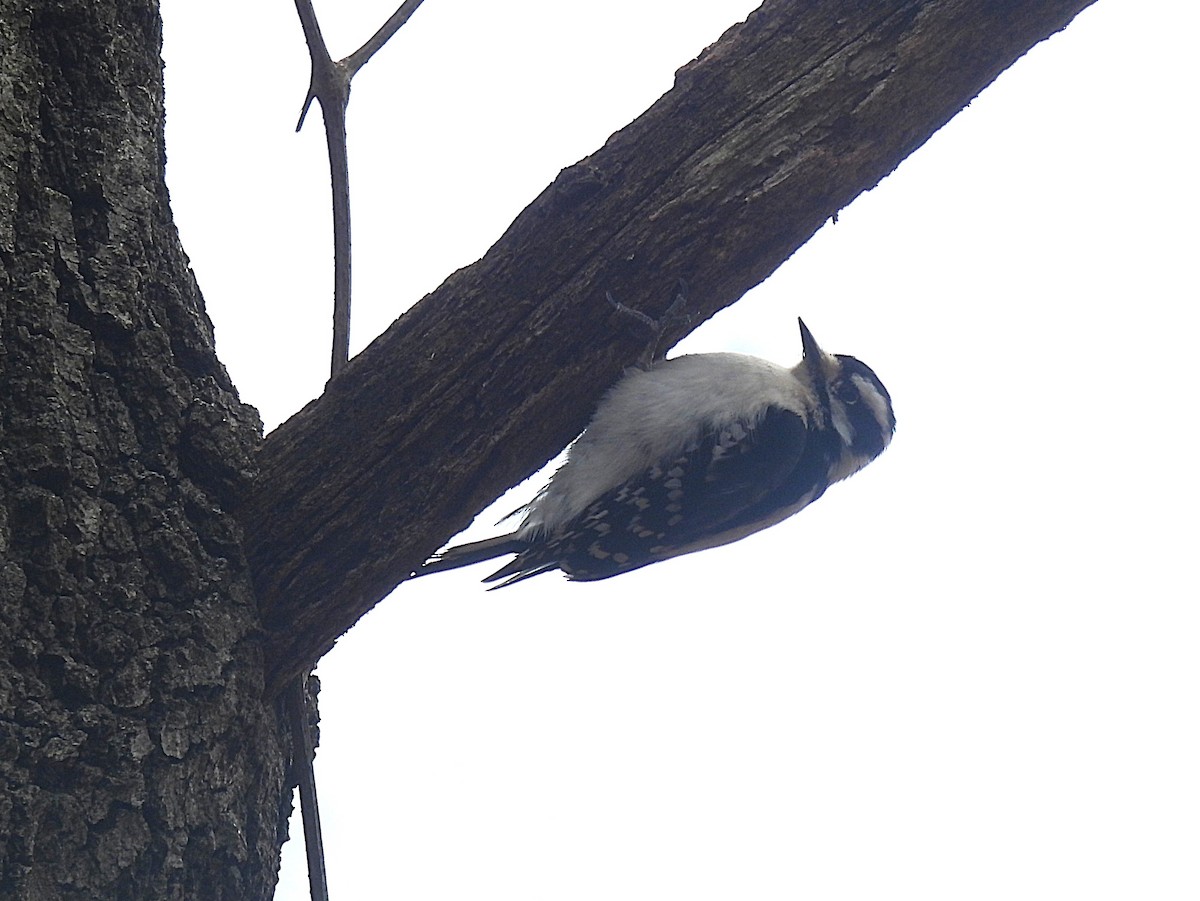 Downy Woodpecker - ML632029975