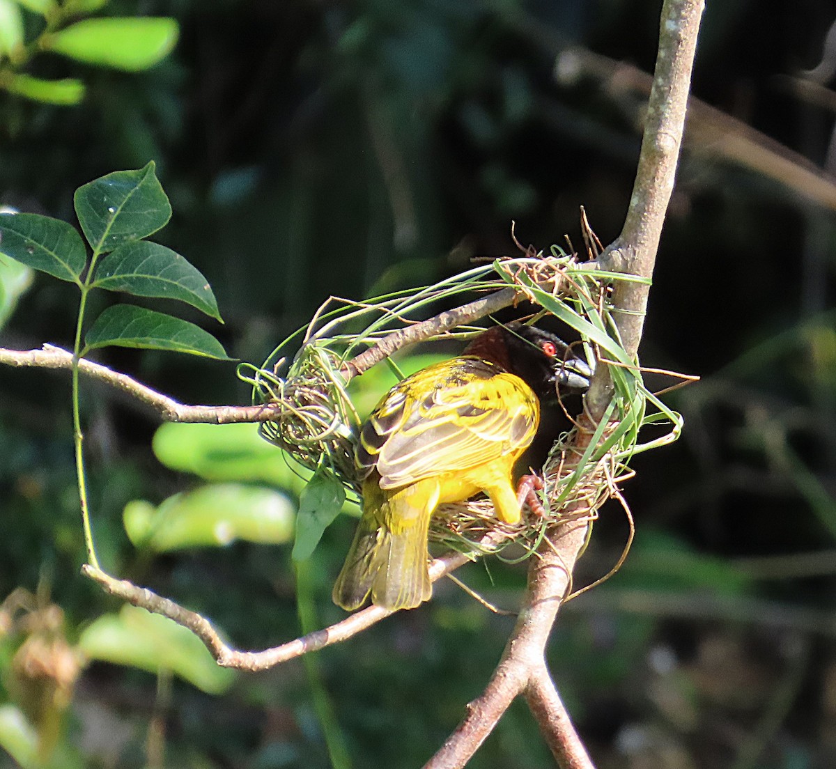 Village Weaver (Black-headed) - ML632029992