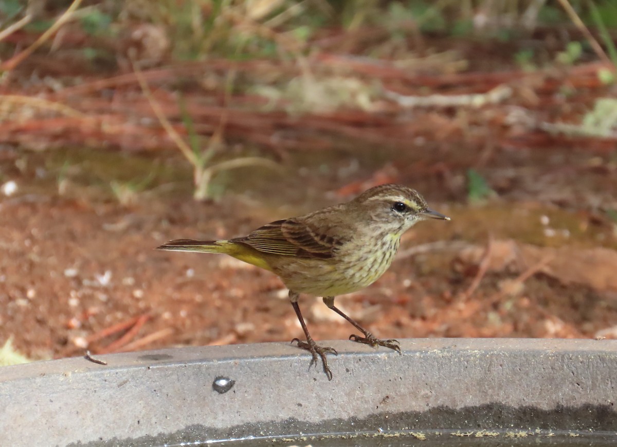 Palm Warbler - ML632030182