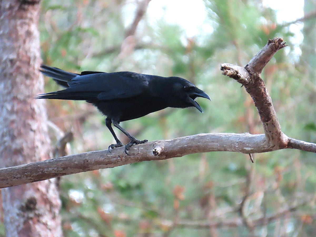 Hispaniolan Palm-Crow - ML632030214