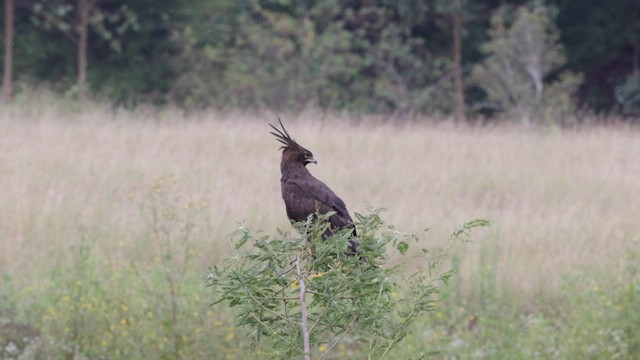Long-crested Eagle - ML632030334