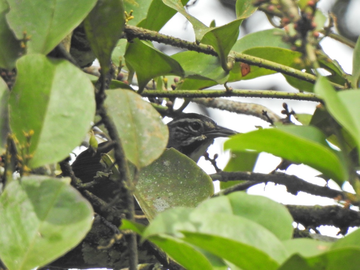 Whiskered Wren - ML632030377