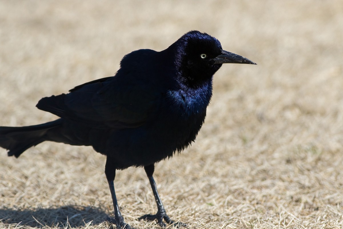 Boat-tailed Grackle - ML632030516