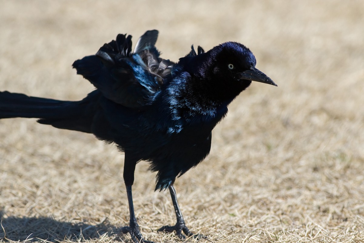 Boat-tailed Grackle - ML632030523