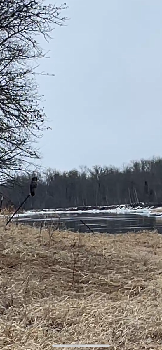 Great Gray Owl - ML632030531