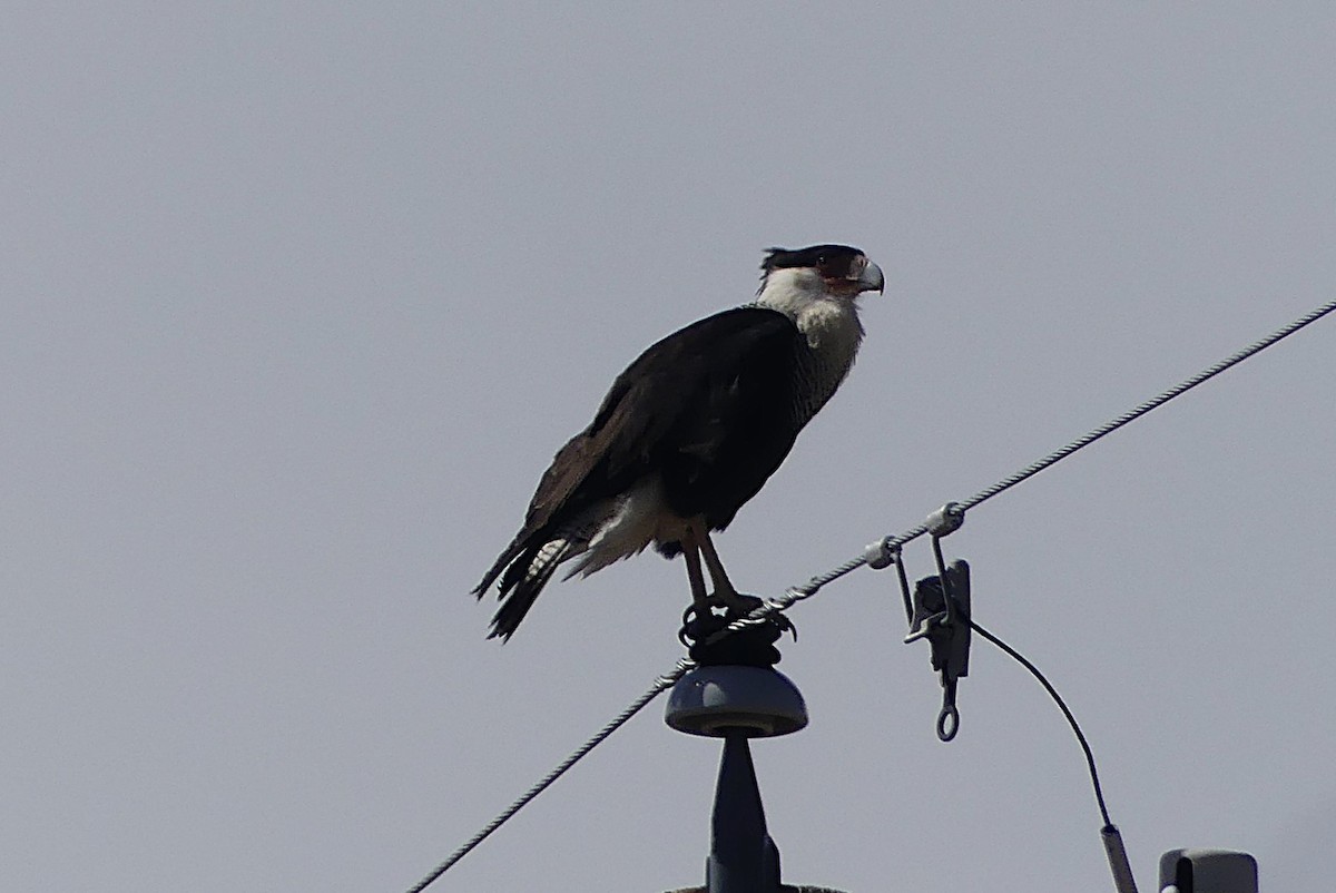 Crested Caracara - ML632030550