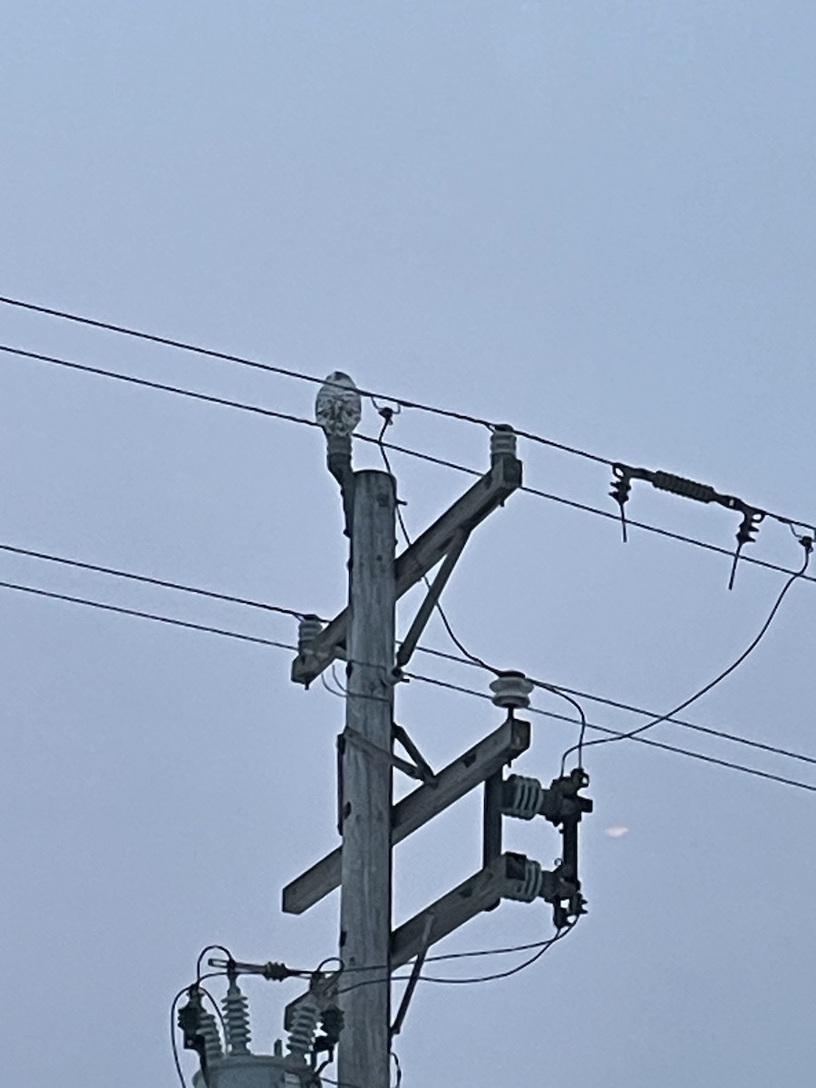 Snowy Owl - ML632030660