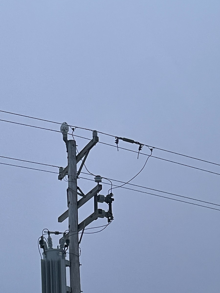 Snowy Owl - ML632030661