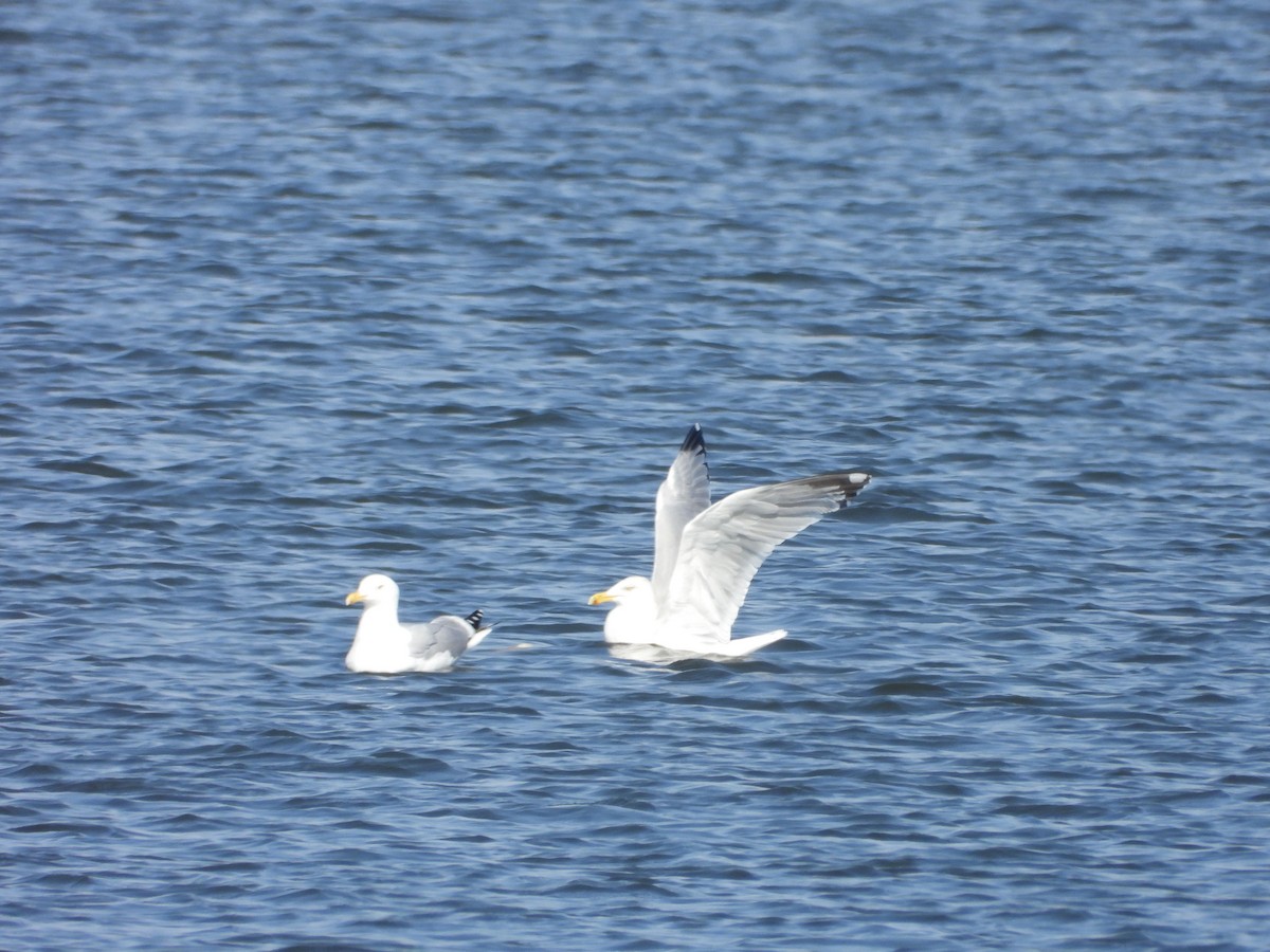 American Herring Gull - ML632030700