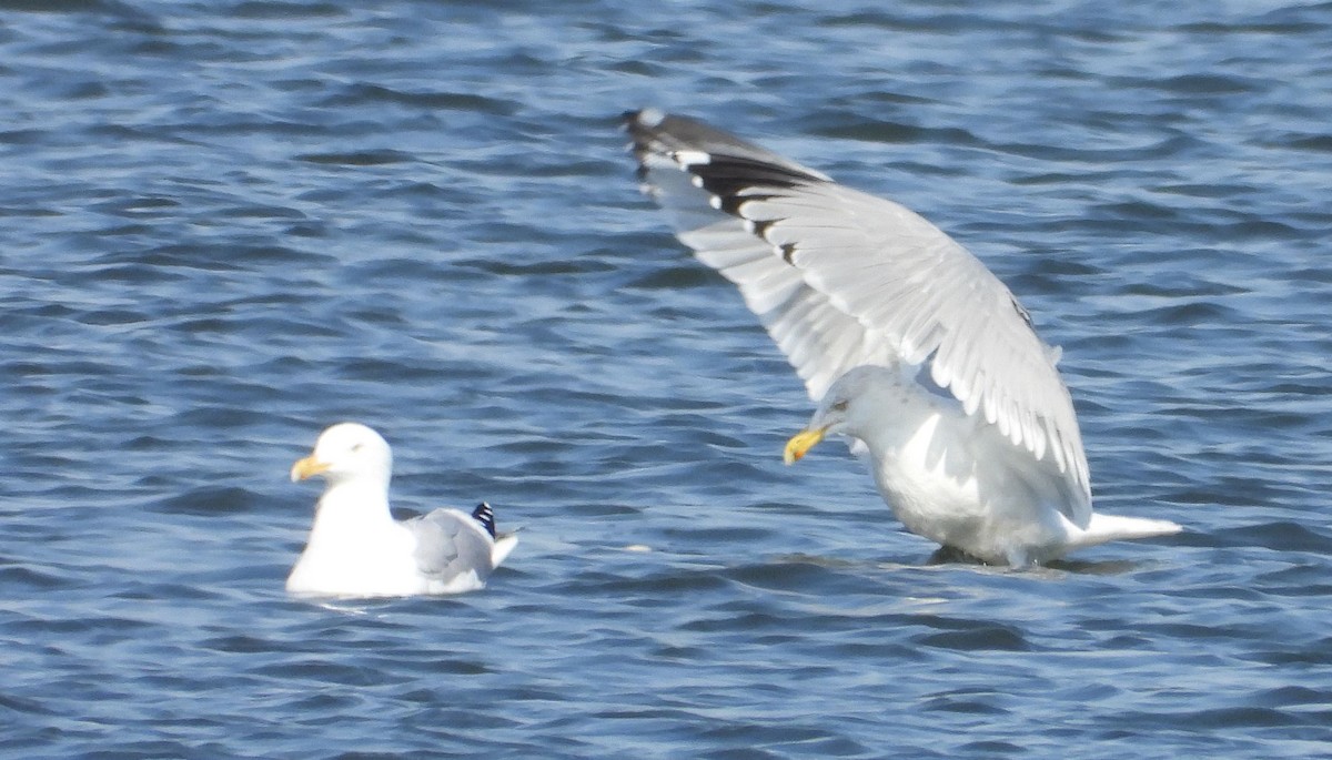 American Herring Gull - ML632030875