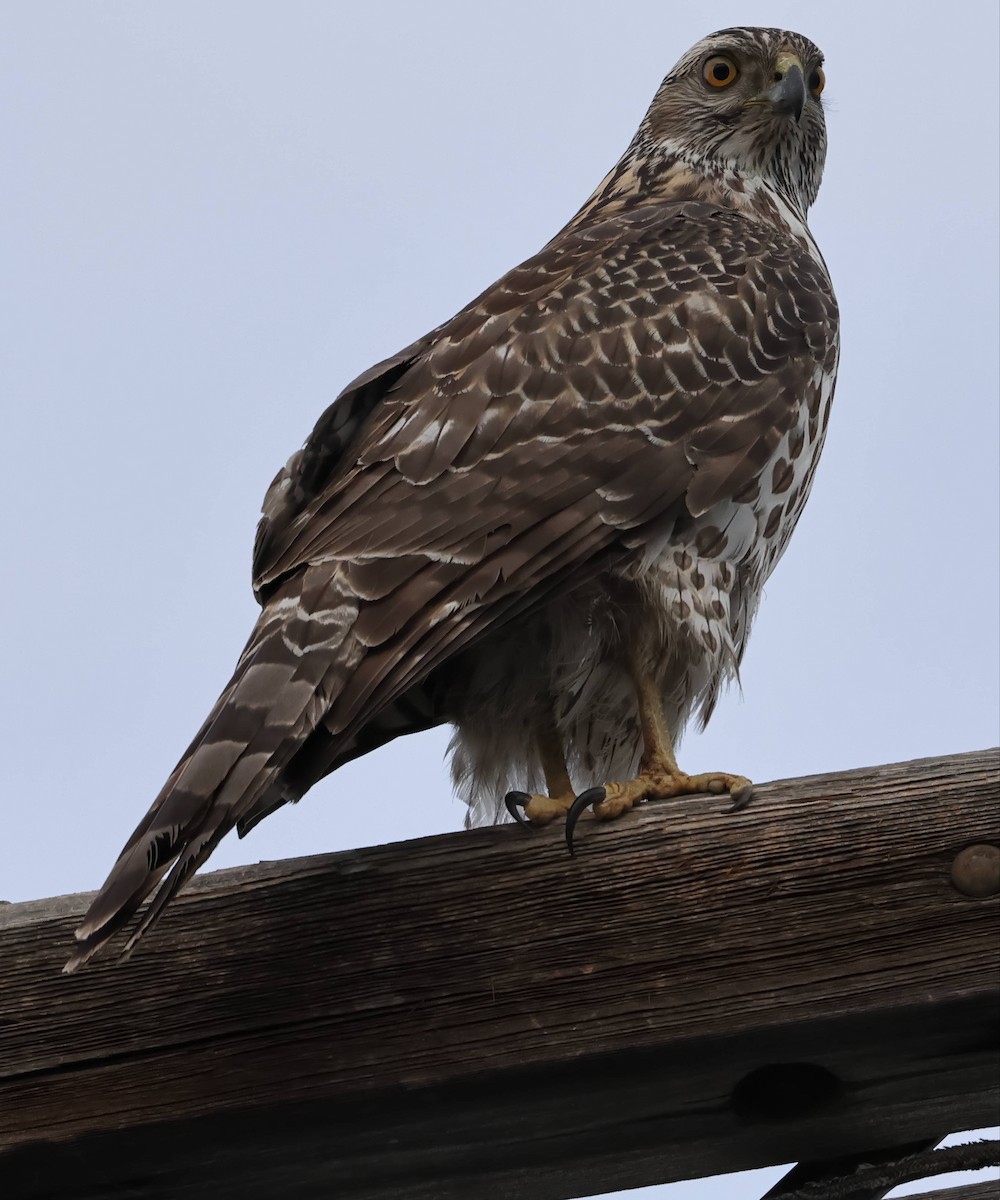 American Goshawk - ML632030934