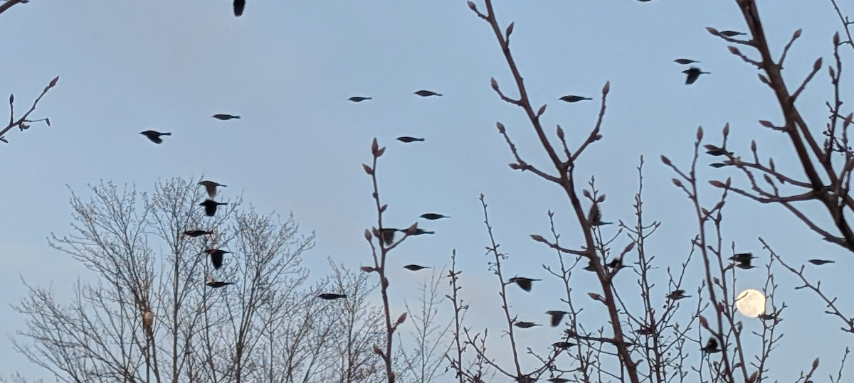 Red-winged Blackbird - ML632030974