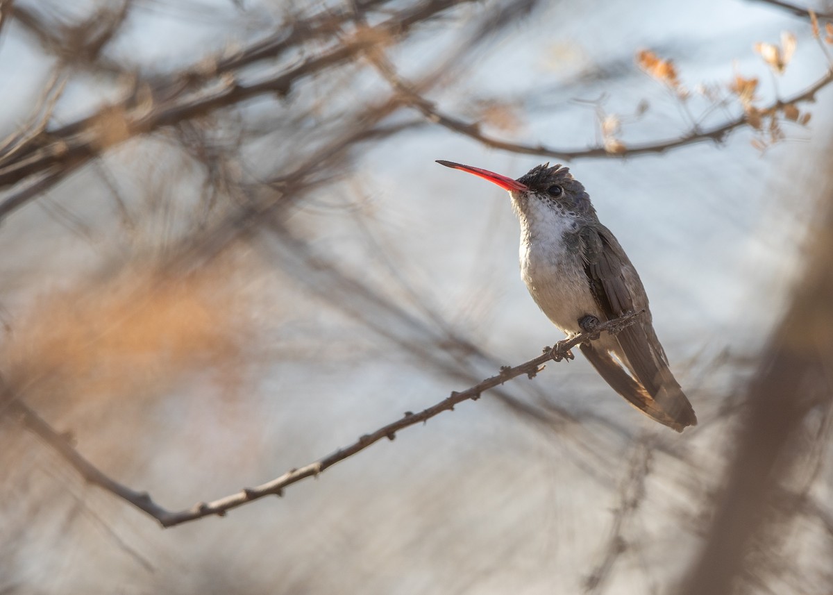 Violet-crowned Hummingbird - ML632030996