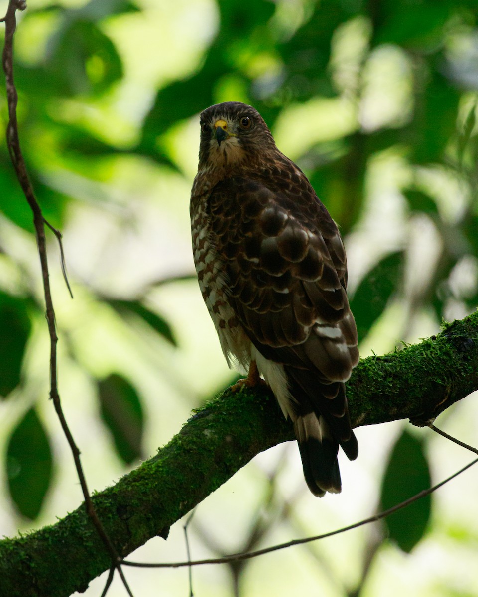 Broad-winged Hawk - ML632031035