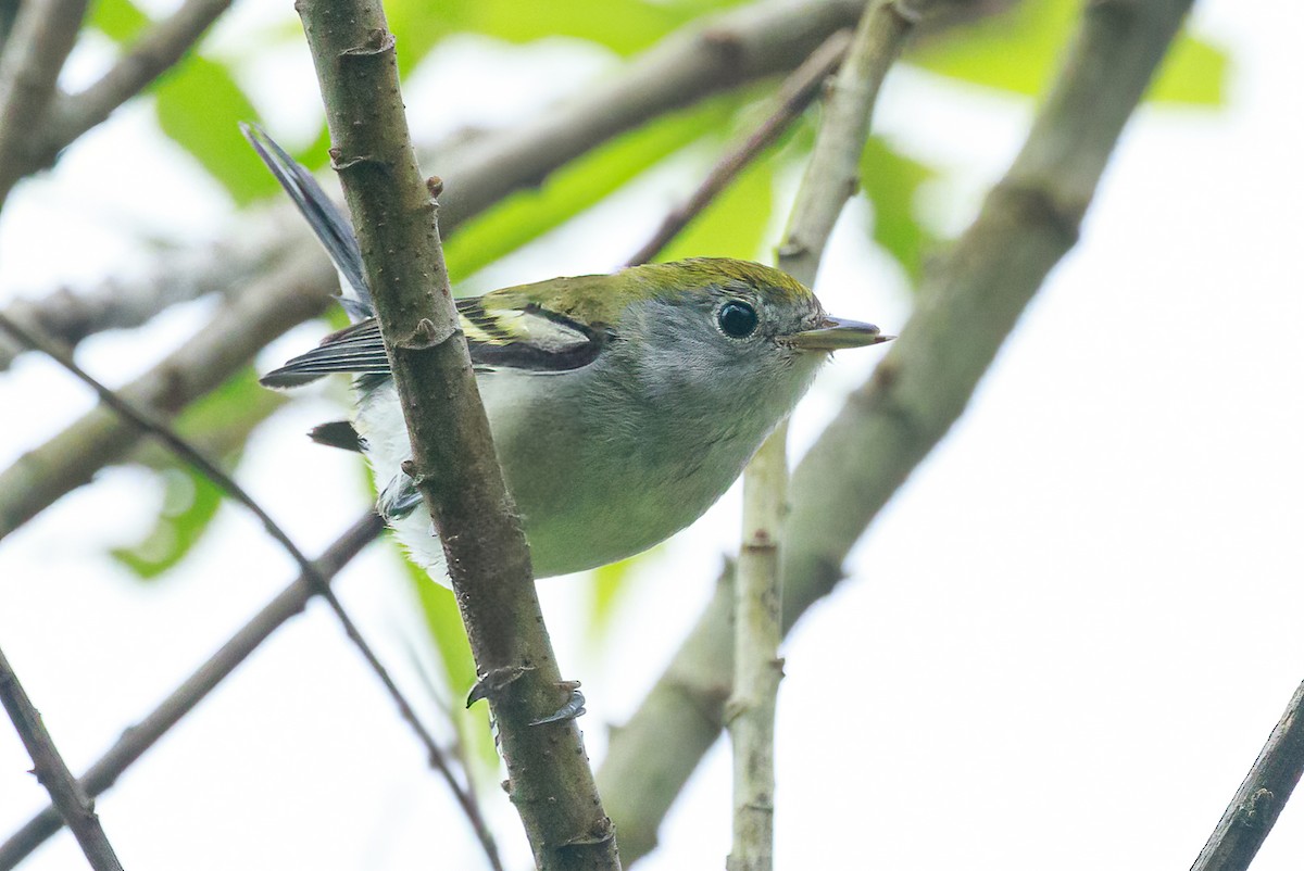 Chestnut-sided Warbler - ML632031057