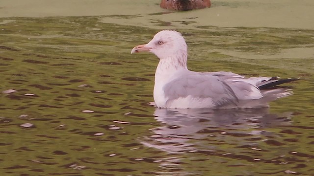 American Herring Gull - ML632031125