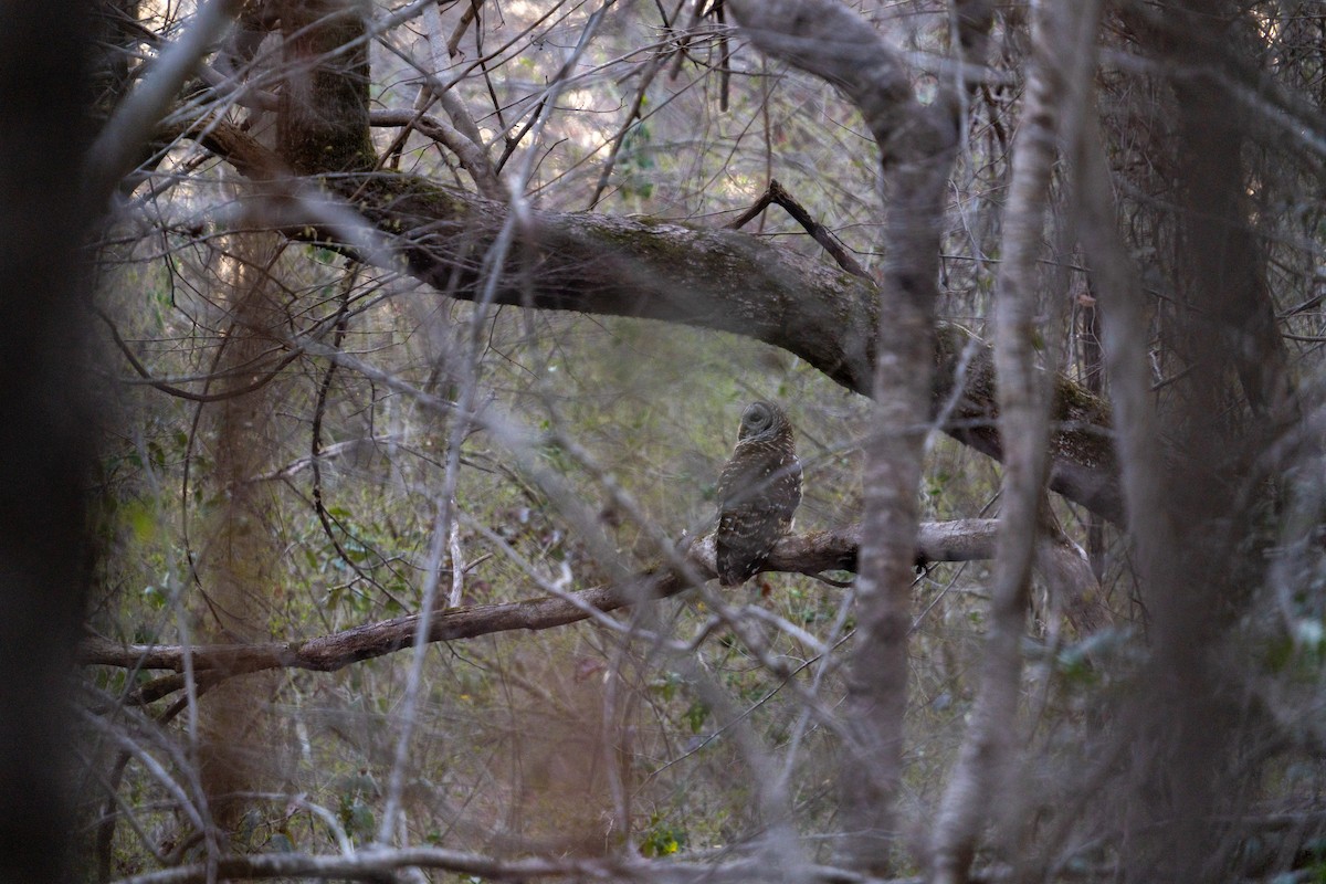 Barred Owl - ML632031145