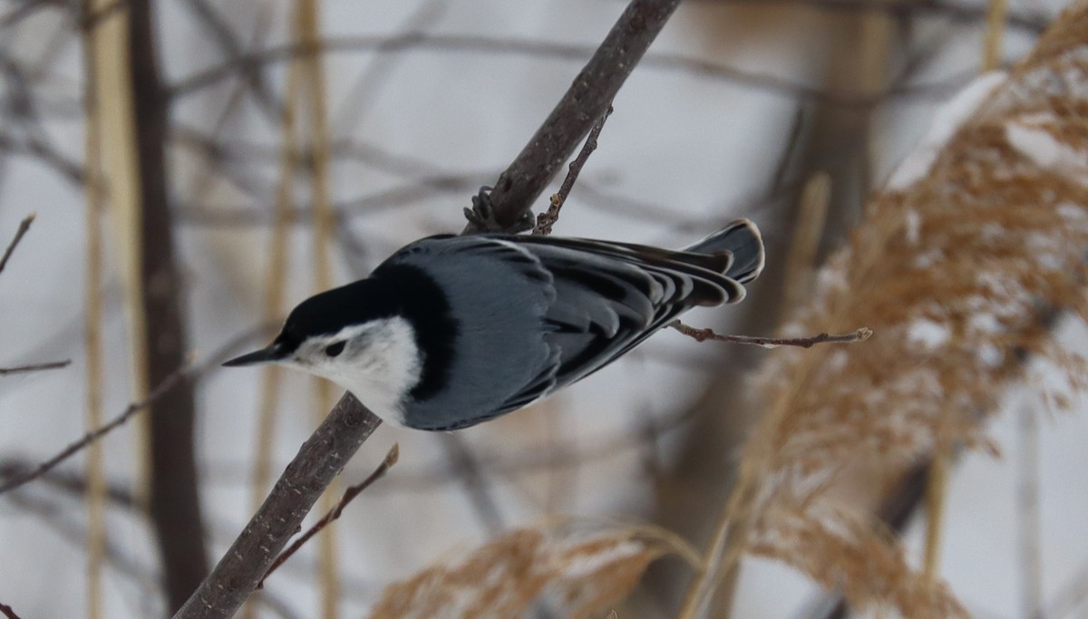 White-breasted Nuthatch - ML632031261