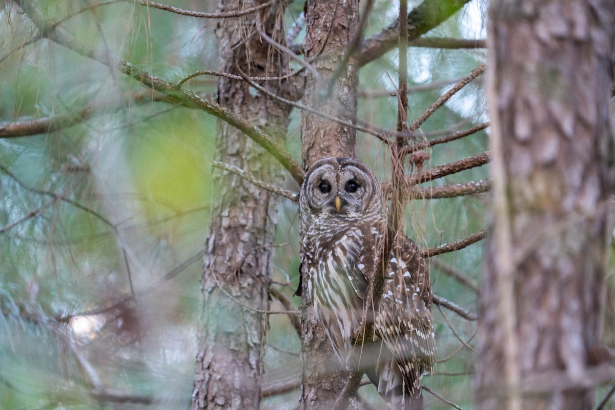 Barred Owl - ML632031269