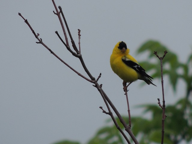 American Goldfinch - ML632031287