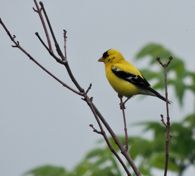 American Goldfinch - ML632031288