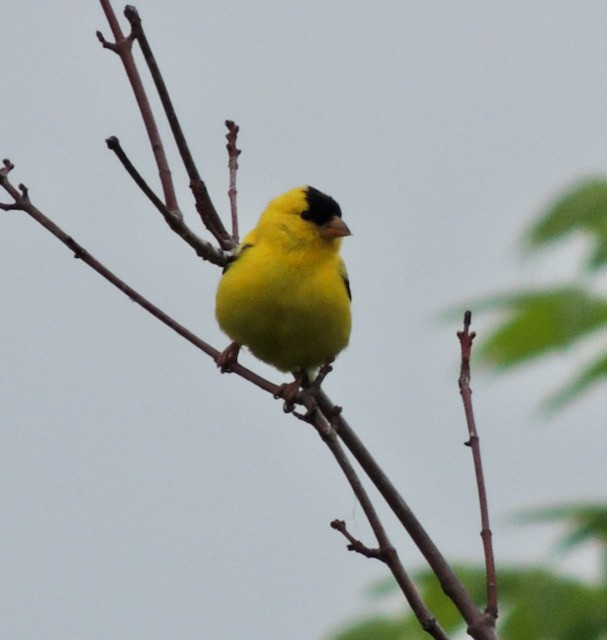 American Goldfinch - ML632031291