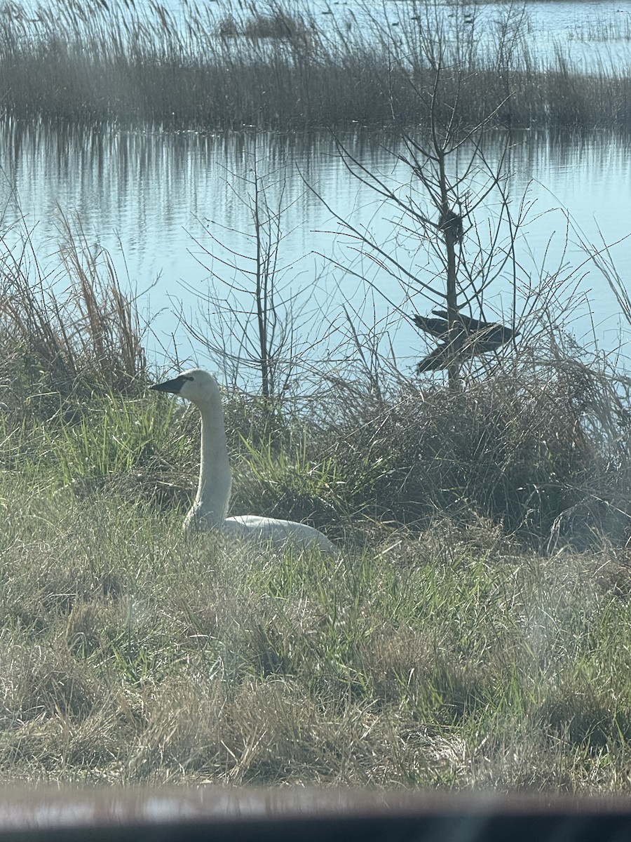 Tundra Swan - ML632031306