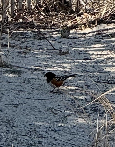 Spotted Towhee - ML632031358
