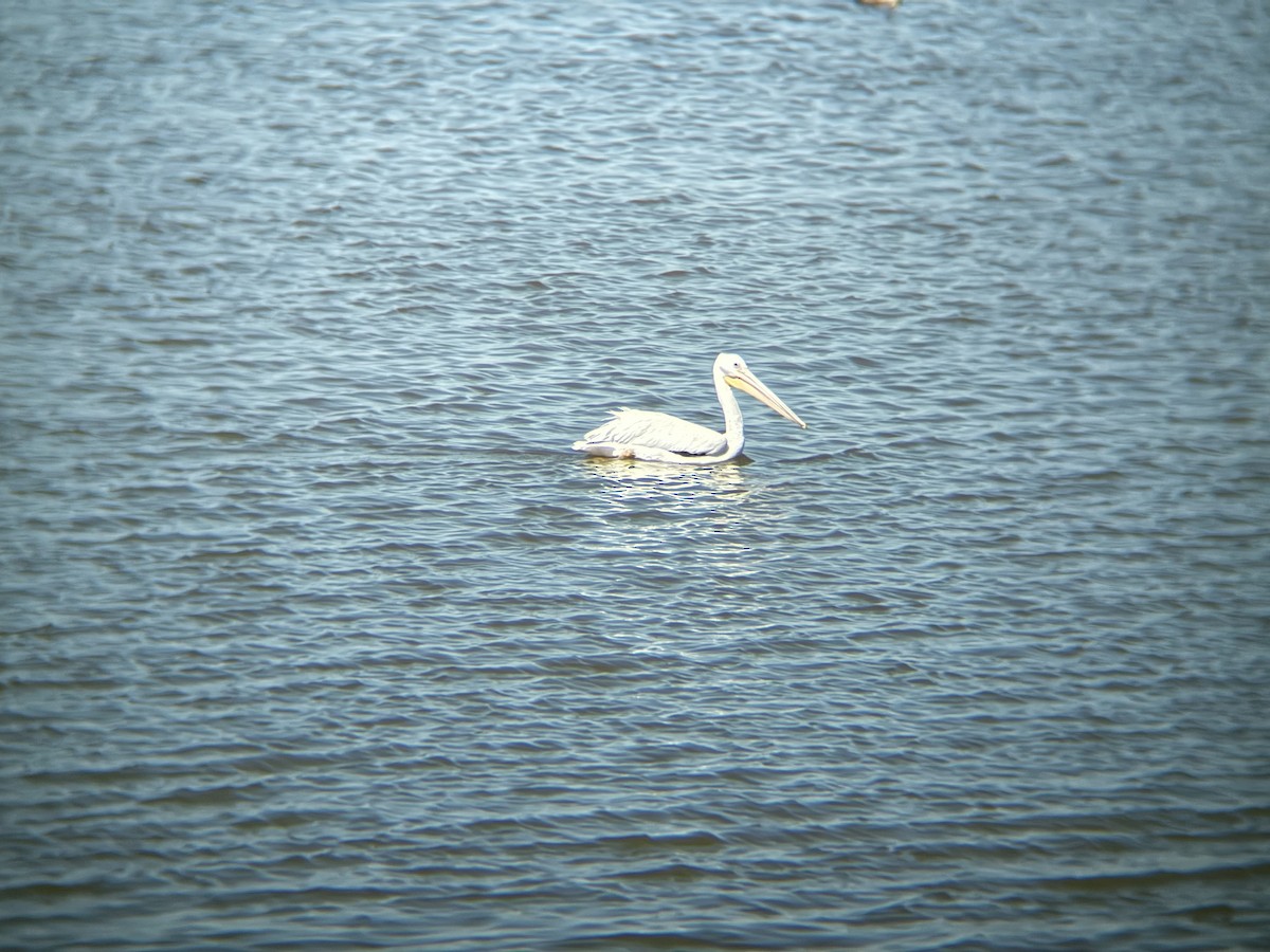 American White Pelican - ML632031375