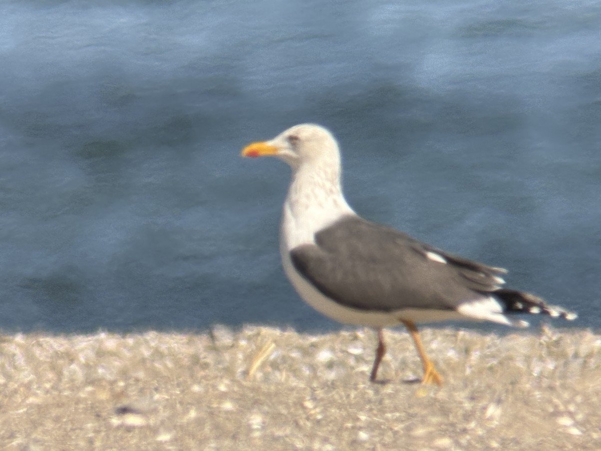 Lesser Black-backed Gull - ML632031485