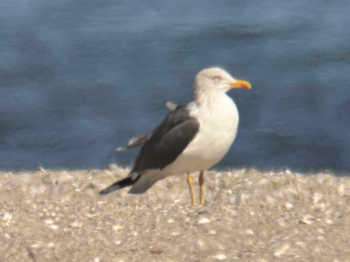 Lesser Black-backed Gull - ML632031486