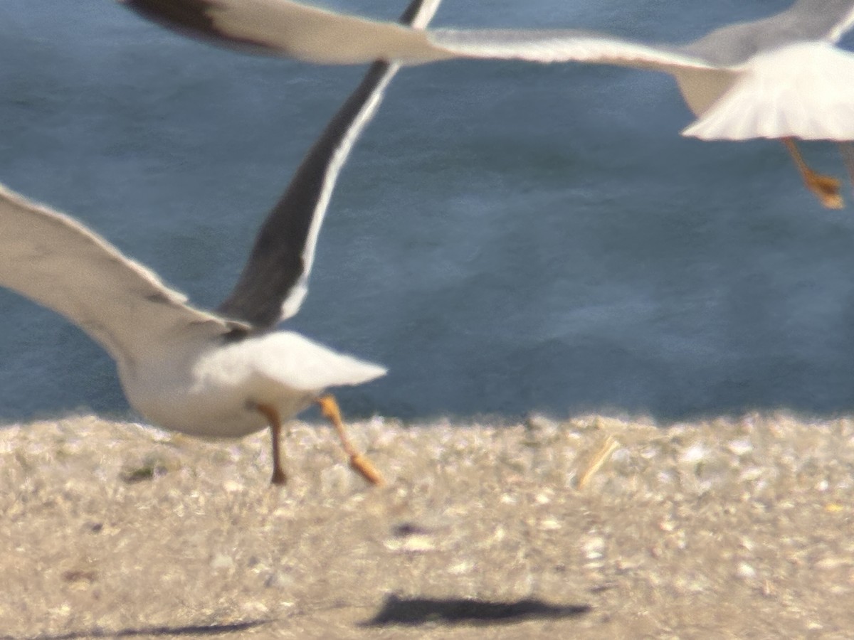Lesser Black-backed Gull - ML632031487