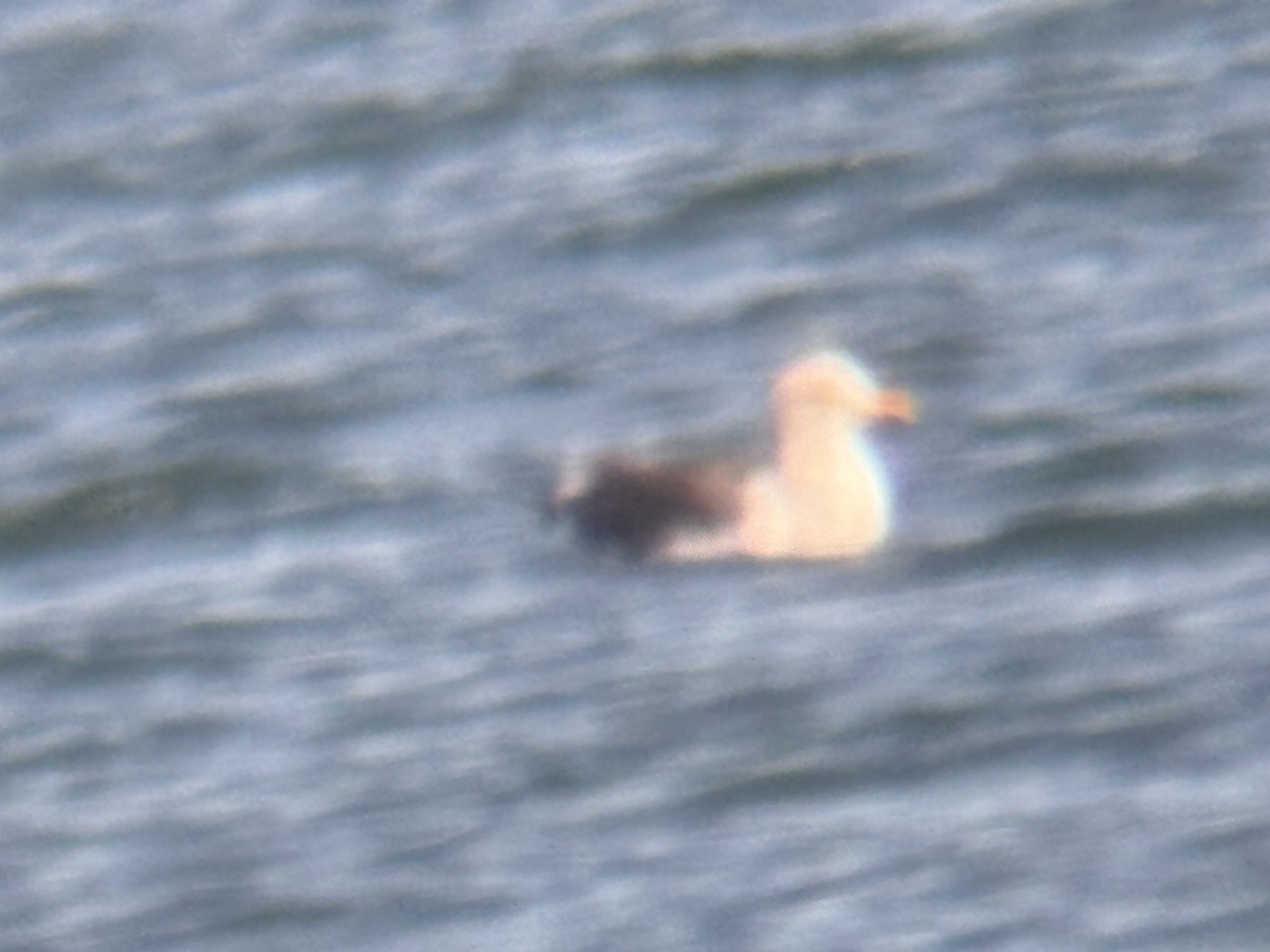 Lesser Black-backed Gull - ML632031488