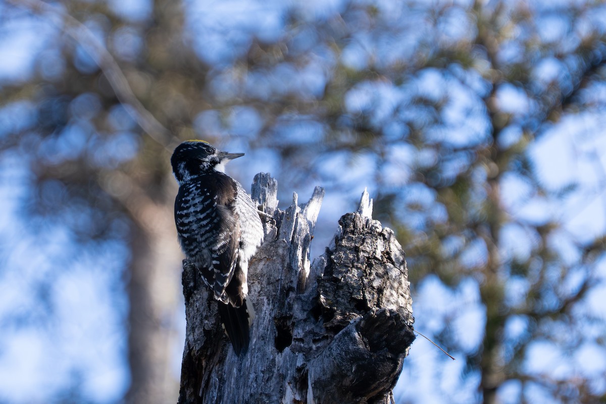 American Three-toed Woodpecker - ML632031514