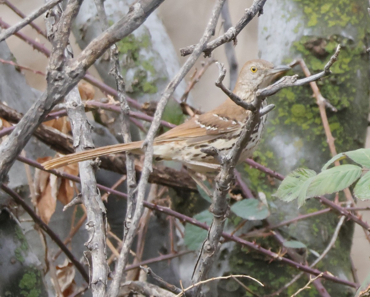 Brown Thrasher - ML632031552