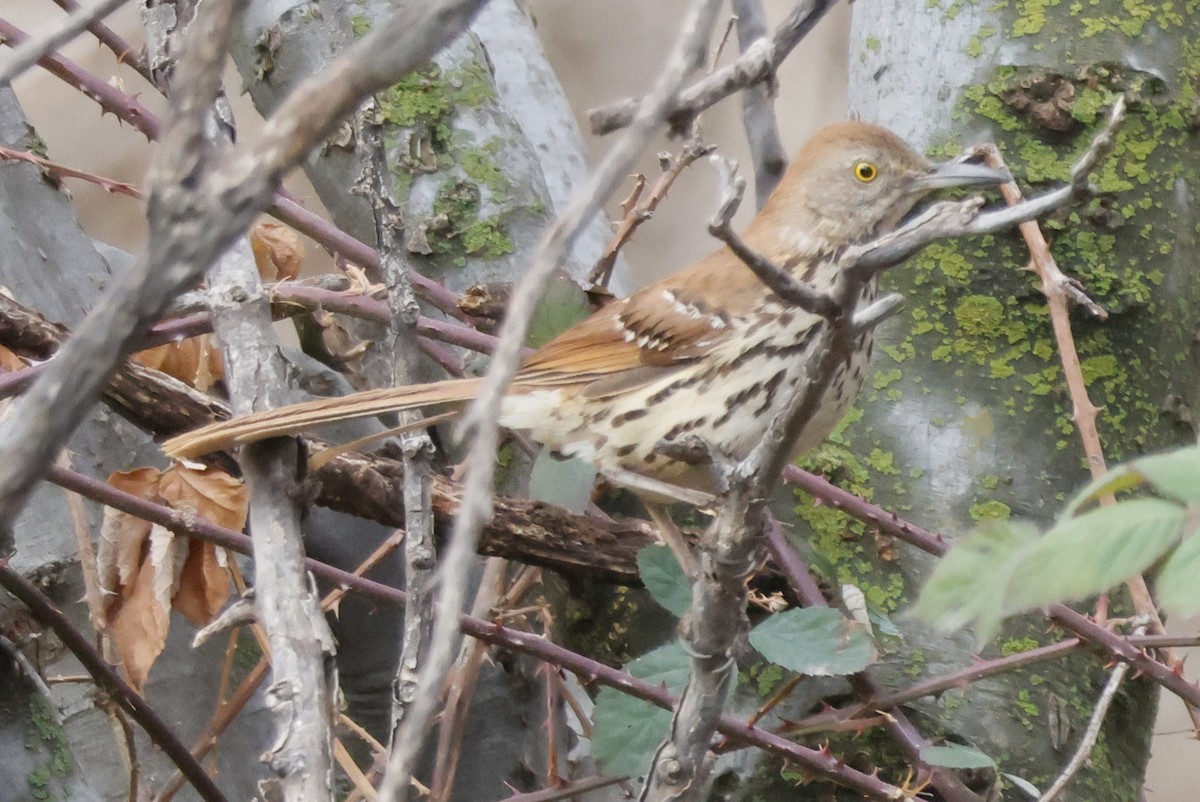 Brown Thrasher - ML632031553