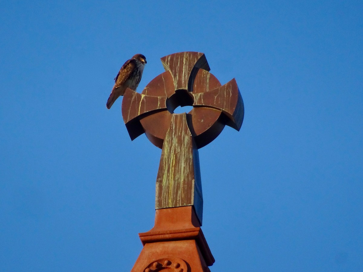 Red-tailed Hawk - ML632031570