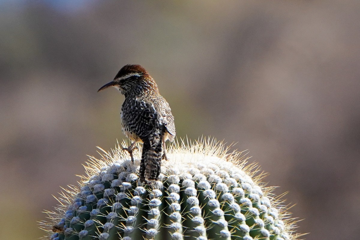 Cactus Wren - ML632031705