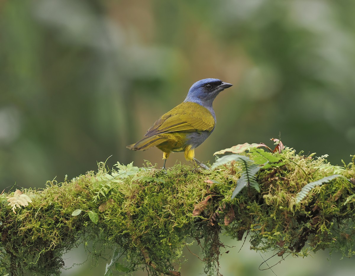 Blue-capped Tanager (Blue-capped) - ML632031709