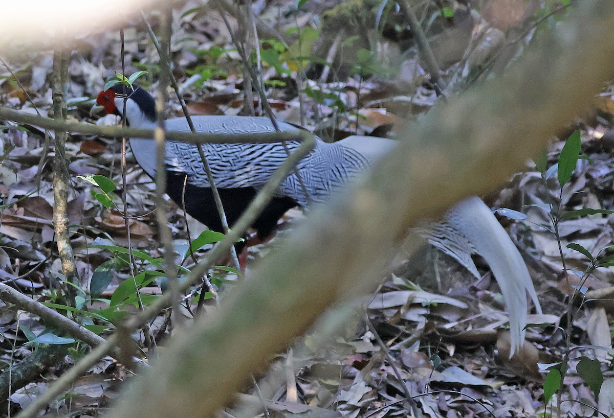 Silver Pheasant - ML632031715