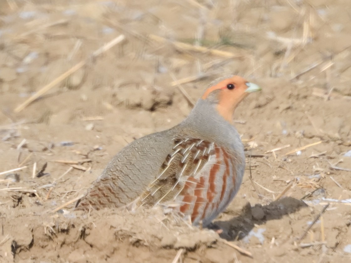 Gray Partridge - ML632031865