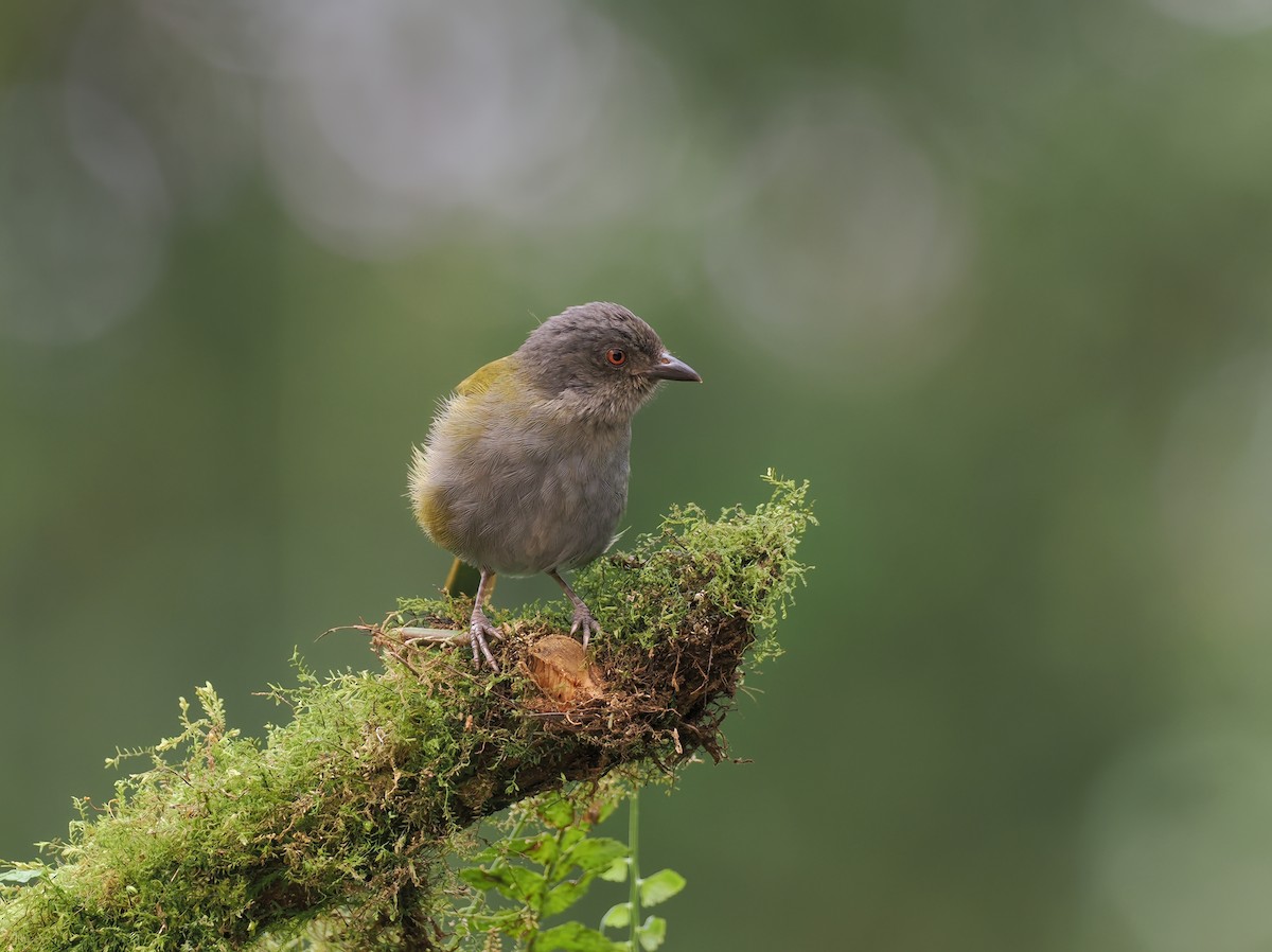 Dusky Chlorospingus - ML632031930