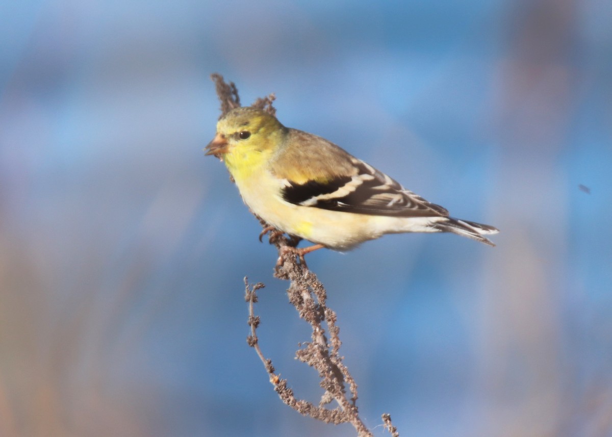 American Goldfinch - ML632032040