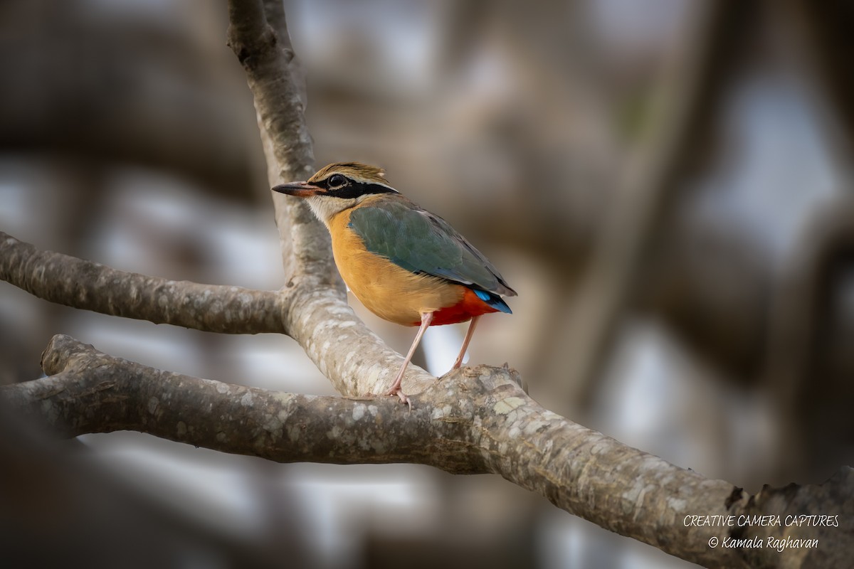 Indian Pitta - ML632032057