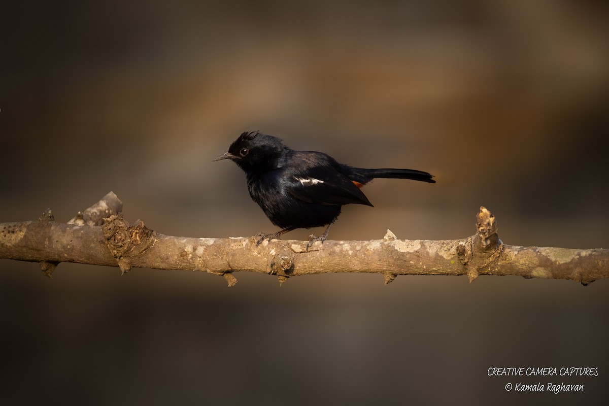 Indian Robin - ML632032071