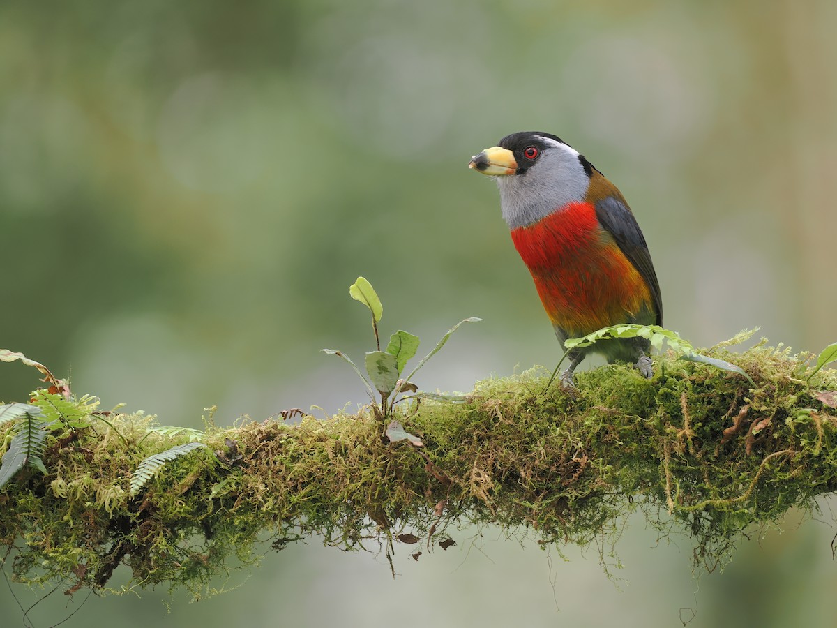 Toucan Barbet - ML632032125