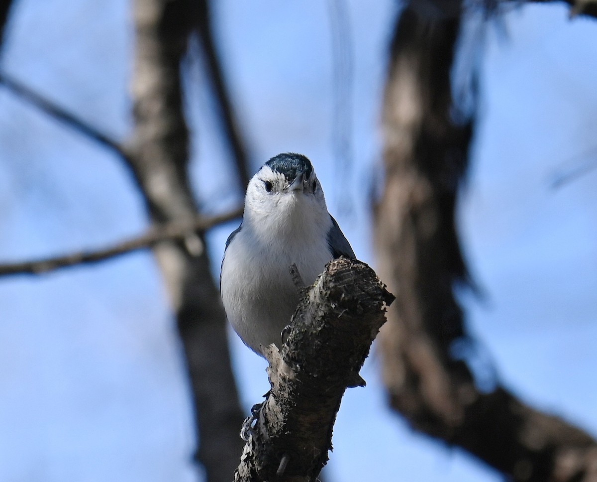 White-breasted Nuthatch - ML632032170