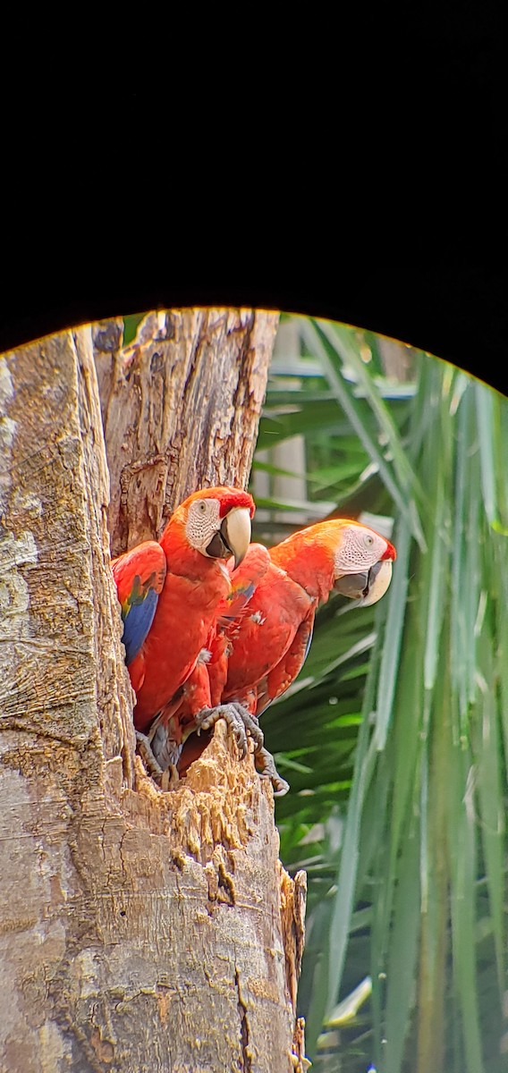 Scarlet Macaw - ML632032270